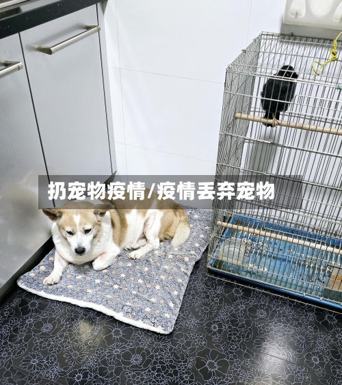 扔宠物疫情/疫情丢弃宠物-第1张图片