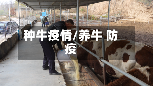 种牛疫情/养牛 防疫-第3张图片