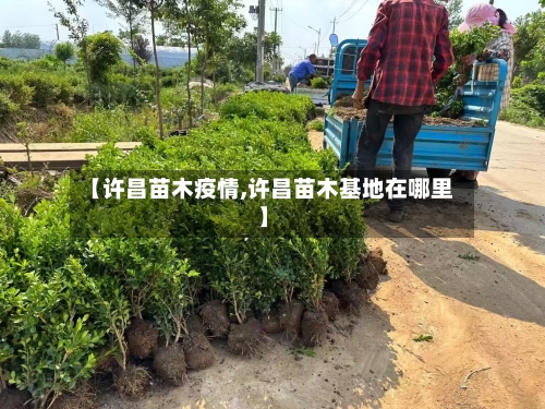 【许昌苗木疫情,许昌苗木基地在哪里】-第1张图片